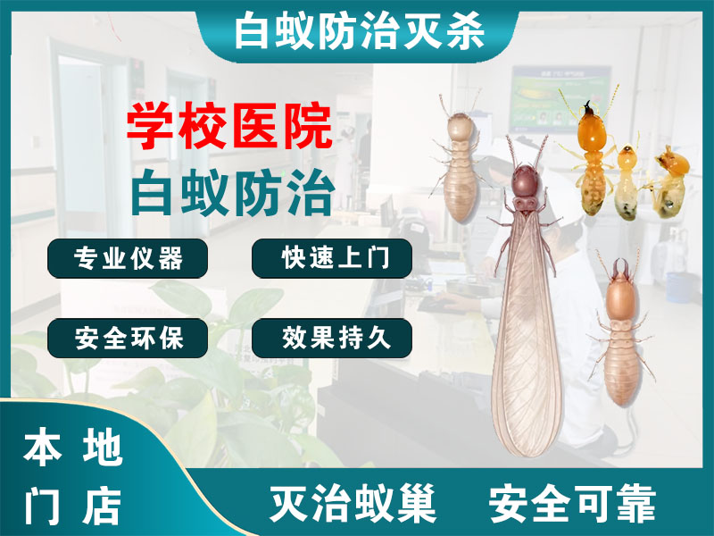 海陵学校医院白蚁防治