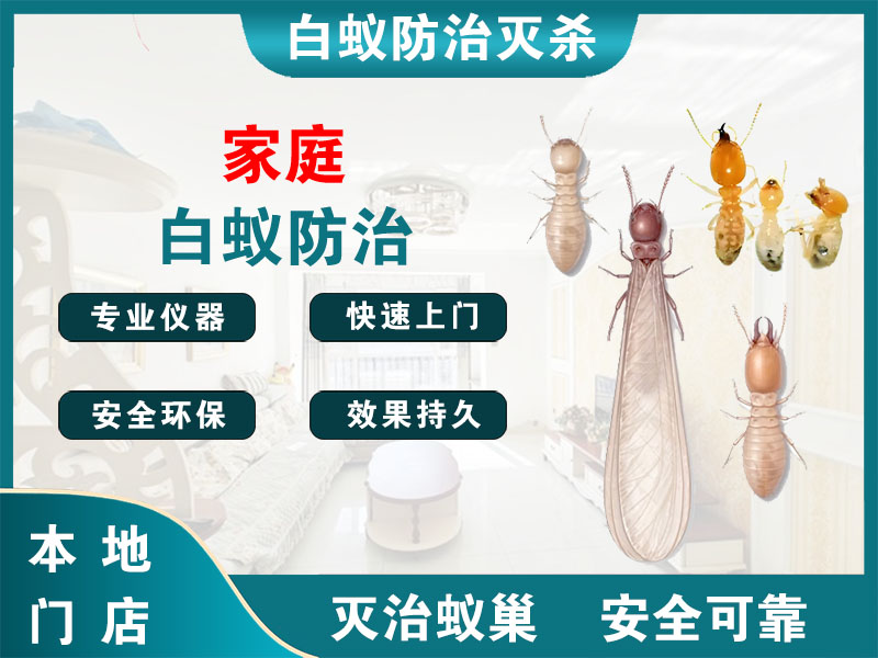 海陵家庭白蚁防治
